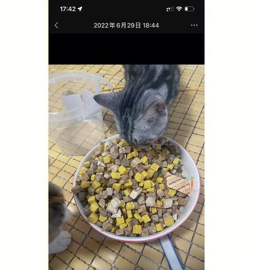 《探索料理次元猫饭的技能属性》（以游戏为主，了解如何料理次元猫饭）