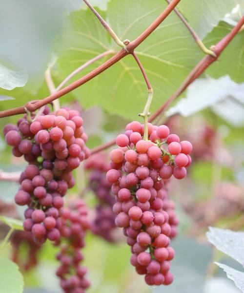 华夏人生红玫瑰种植攻略（学习种植技巧）