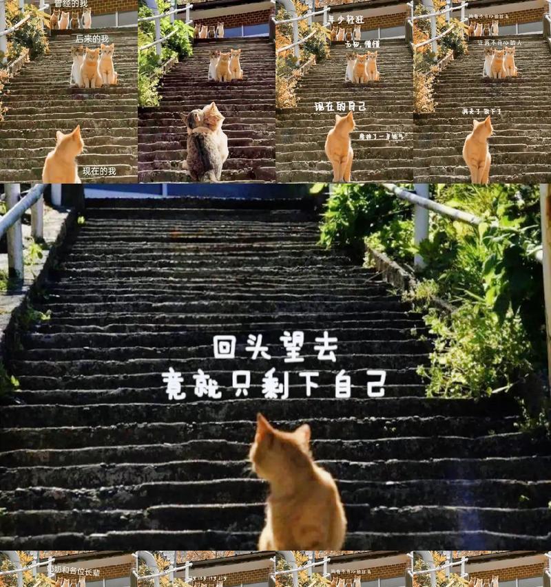 玩转猫的台阶，轻松成为高手（以猫的台阶新手必看攻略为主题）